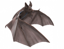 Grey Bat 3D Illustration transparent PNG - StickPNG