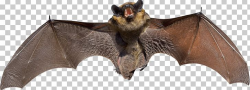 Angry Grey Bat PNG, Clipart, Animals, Bats Free PNG Download