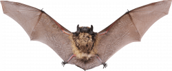 Small Bat Open Wings transparent PNG - StickPNG