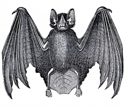 12 Bat Images - Vintage Halloween! - The Graphics Fairy