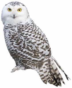 White Owl PNG Clipart - Best WEB Clipart