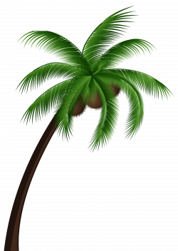 28+ Collection of Coconut Tree Clipart Png | High quality, free ...