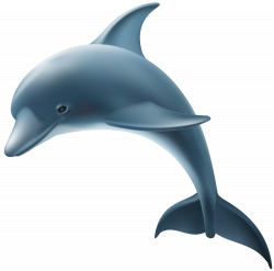 Dolphin PNG Clip Art Image | Gallery Yopriceville - High-Quality ...