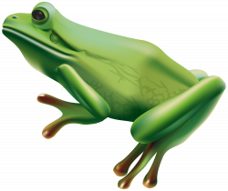 Frog PNG Transparent Clip Art Image | Gallery Yopriceville - High ...