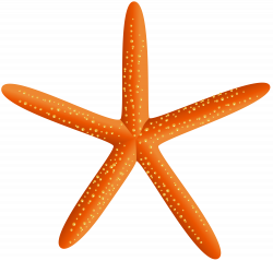 Starfish Transparent PNG Clip Art Image | Gallery Yopriceville ...