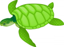 Sea Turtle Clipart - ClipartPost