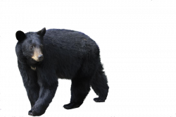 Bear Icon Clipart | Web Icons PNG