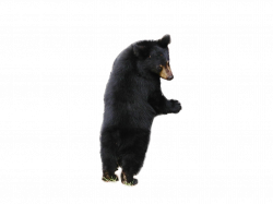Bear PNG free images