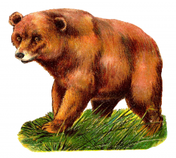 Antique Images: Royalty-Free Antique Grizzly Bear Digital ...