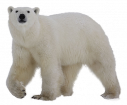 Polar Bear Icon | Web Icons PNG