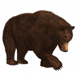 Searching Bear transparent PNG - StickPNG