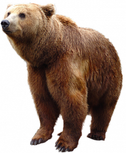 Grizzly Bear Standing PNG Image - PurePNG | Free transparent CC0 PNG ...