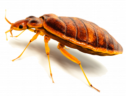 Bed bug PNG images free download