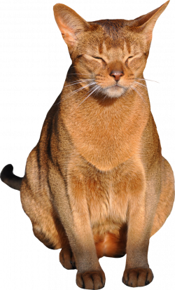 FREE digital cat png with transparent background for scrapbooking ...