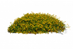 Yellow Flower Bed Stock Photo DSC 0104 - PNG by annamae22 | PNG ...
