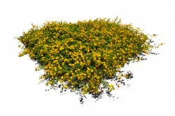 Yellow Flower Bed Stock Photo DSC 0103 - PNG by annamae22 on ...