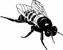 clipartist.net » Clip Art » Bumble Bee Black White Line Art Svg