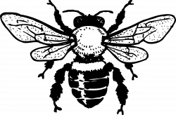 Clipart - honey bee