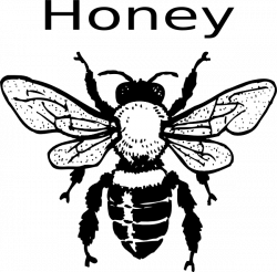 Honey Bee Clip Art at Clker.com - vector clip art online, royalty ...