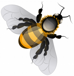 Bee PNG Clip Art - Best WEB Clipart