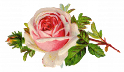 Free Vintage Rose Clip Art | Pinterest | Clip art, Ephemera and Vintage