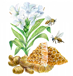 Bee Watercolor painting Ginger Illustration - Hand-painted flowers ...