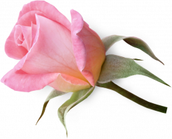 Pink Rose clipart funeral - Pencil and in color pink rose clipart ...