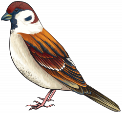 Bird PNG Clipart - Best WEB Clipart