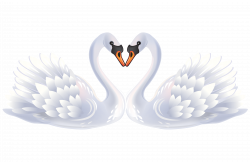 Bird Black swan Clip art - White Swan 5675*3679 transprent Png Free ...