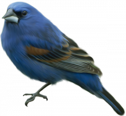 Blue Bird Clip-art | Gallery Yopriceville - High-Quality Images and ...