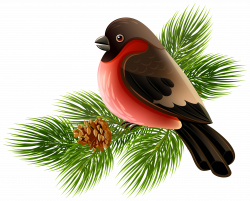 Bird and Pine Branch PNG Clipart Image | Gallery Yopriceville ...