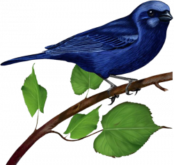 Blue Bird on Branch | Gallery Yopriceville - High-Quality Images ...