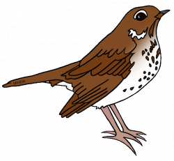 Sparrow clipart brown bird - Pencil and in color sparrow clipart ...