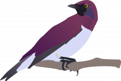 Clipart - exotical bird