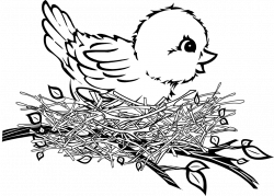 28+ Collection of Bird In A Nest Clipart | High quality, free ...