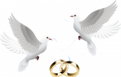 Wedding invitation Clip art - Dove inlay ring 800*510 transprent Png ...