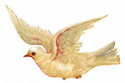 Antique Images: Antique White Dove Bird Illustration Digital Peace ...