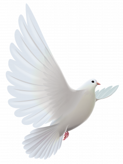 White Dove Transparent PNG Clipart | Gallery Yopriceville - High ...