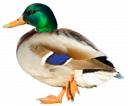 Duck PNG Picture | Gallery Yopriceville - High-Quality Images and ...
