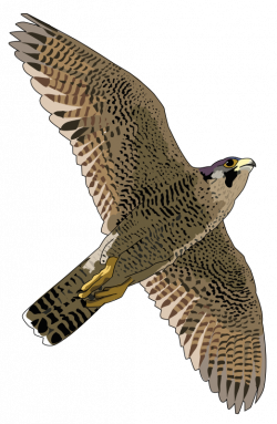 28+ Collection of Peregrine Falcon Clipart | High quality, free ...