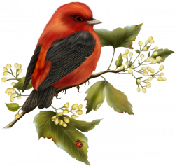 Red and Black Bird Free Clipart | Gallery Yopriceville - High ...