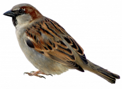 Sparrow PNG Picture Clipart | Забавные животные, птицы, рыбы ...