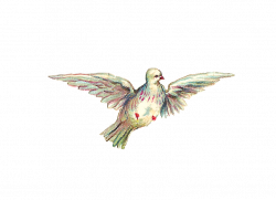 Antique Images: Free Bird Clip Art: Images of Dove in Flight and ...