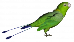 Green Parrot PNG Picture | Gallery Yopriceville - High-Quality ...