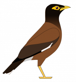 28+ Collection of Mynah Bird Clipart | High quality, free cliparts ...