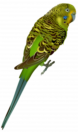 Birds PNG images free download, birds PNG