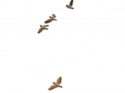 Flying Bird PNG Images Transparent Free Download | PNGMart.com