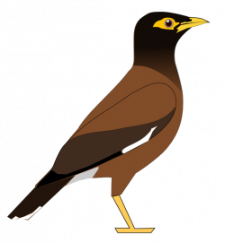 File:CommonMyna.svg - Wikimedia Commons