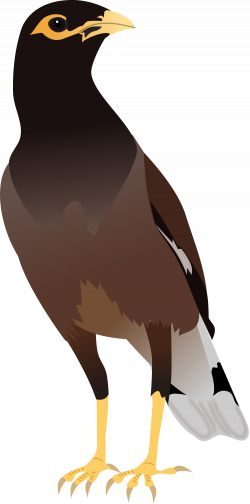 File:Common Myna.svg - Wikimedia Commons