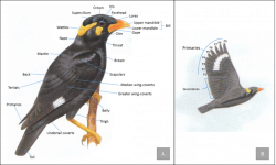 Anatomy Of Mynah Bird – heritance.me
